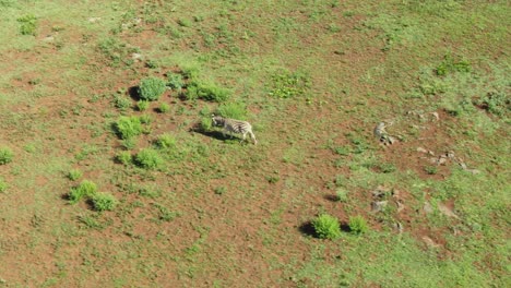 Einsames-Zebra-Läuft-In-Freier-Wildbahn-Zu-Einem-Anderen-Zebra