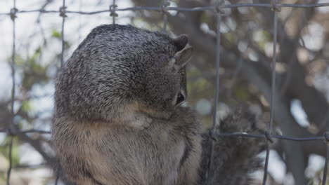 Ein-Eichhörnchen-Reinigt-Sein-Fell-Und-Blickt-In-Die-Kamera