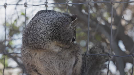 a squirrel cleans its fur and looks at the camera