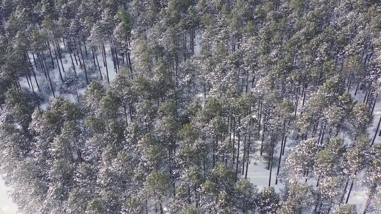 Drone shots of trees- nature during winter time