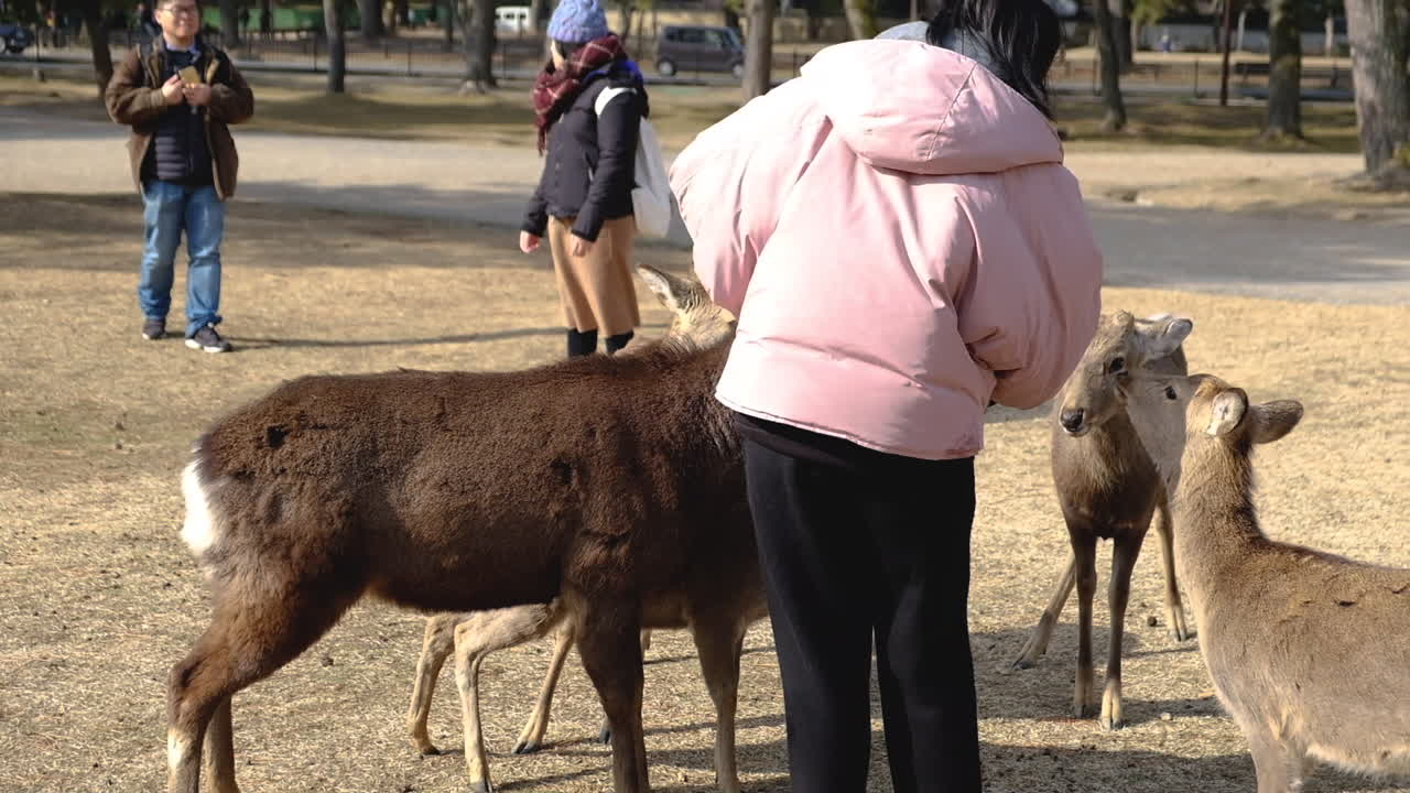 HANDHELD Young japanese girl feeding deers on Nara park