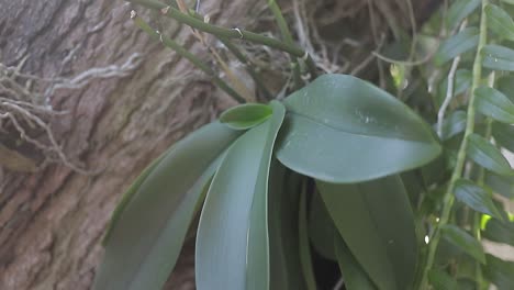 los rayos del sol atraviesan las hojas verdes de los árboles