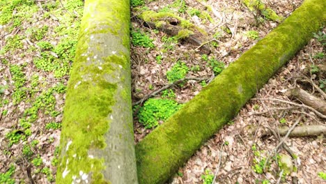 Genießen-Sie-Die-Schönheit-Der-Wildnis-Europas,-Während-Die-Drohne-Elegant-Einen-Sonnenbeschienenen-Vorbeiflug-Einfängt-Und-Den-Bezaubernden-Wald,-Umgestürzte-Bäume-Und-Die-Leuchtenden-Farben-Des-Herbstlaubs-Zur-Geltung-Bringt