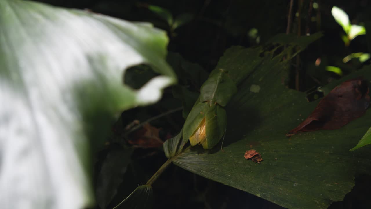 Cobra mantis moves slowly to jump on to another leaf in search of its next prey in the Peru Amazon Jungle