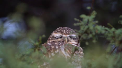 Lassen-Sie-Sich-Begeistern,-Wenn-Die-Entzückende-Schleiereule-In-Zeitlupe-Anmutig-Blinzelt-Und-Pure-Ruhe-Und-Gelassenheit-Ausstrahlt