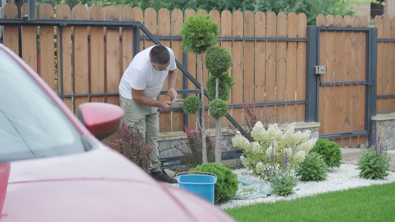 A gardener prunes decorative shrubs with shears in a landscaped yard, focusing on plant shaping and garden aesthetics. Wooden fence and green lawn in the background