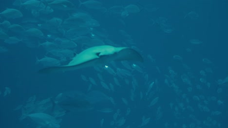 array de cola larga en el acuario de osaka kaiyukan en japón - de cerca