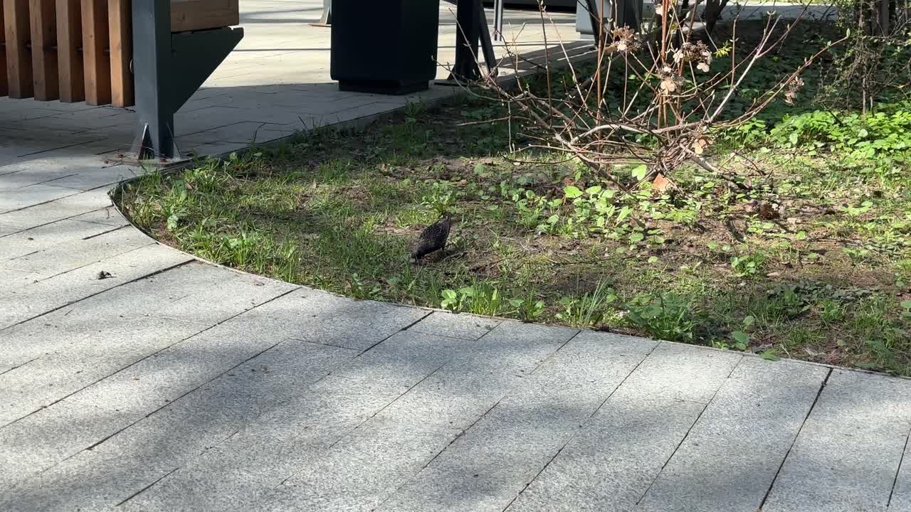 A small bird is looking for food after a long flight to home