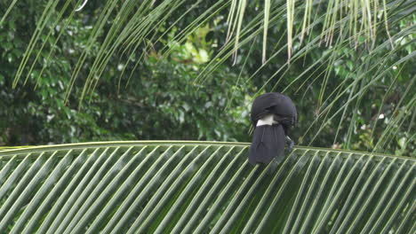 Tucán-Mandibled-Castaño-En-El-Parque-Nacional-Manuel-Antonio,-Costa-Rica