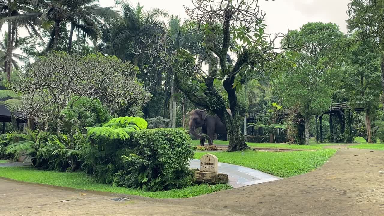 Elephant in a Lush Tropical Garden in Bali