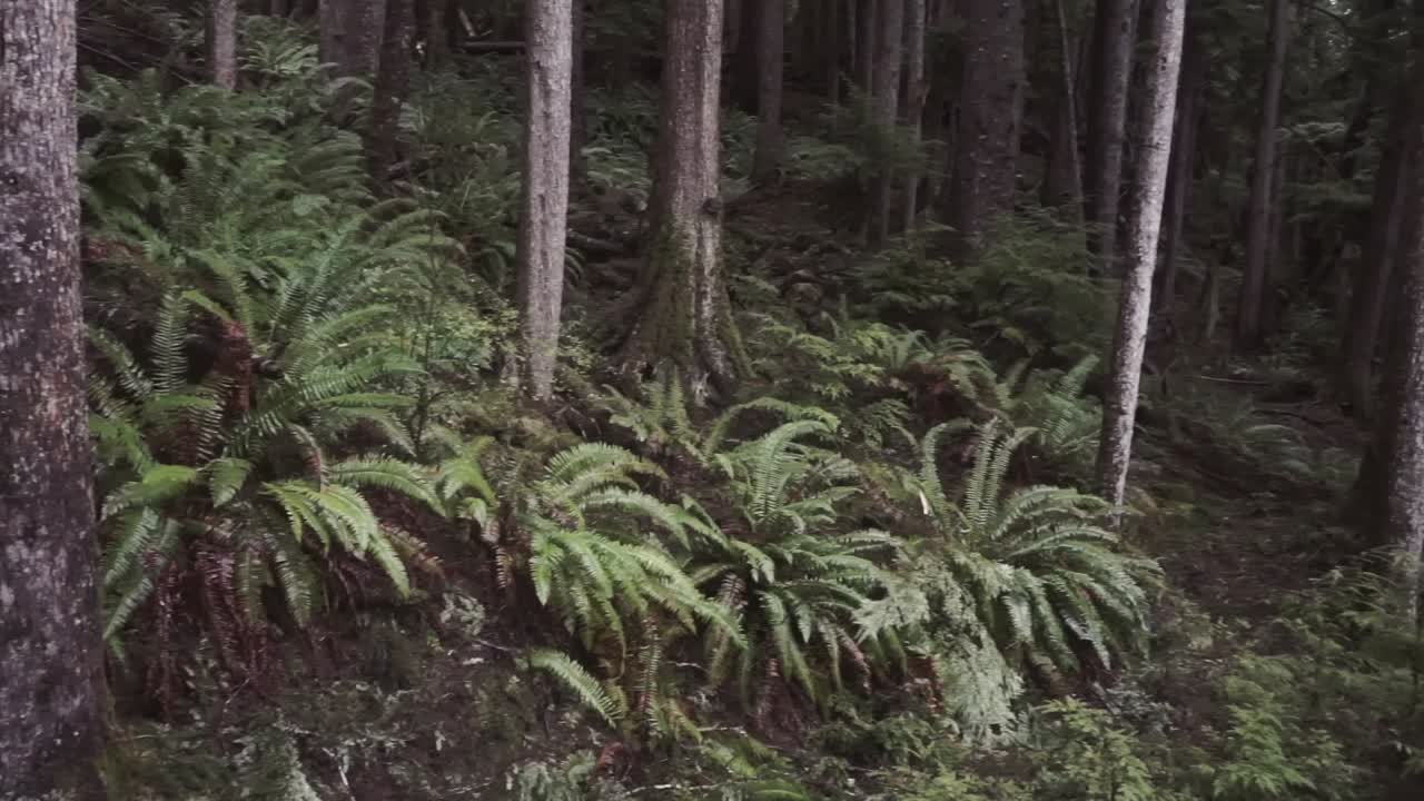 sartén de helechos de bosque verde exuberante