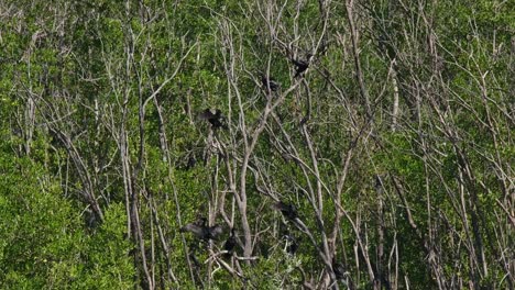 Die-Kamera-Zoomt-Heraus-Und-Zeigt-Einen-Schwarm,-Der-Auf-Verschiedenen-Ästen-Thront,-Der-Kleine-Kormoran-Microcarbo-Niger,-Thailand