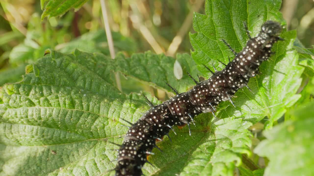 Peacock Butterfly Caterpillar on nettle leaf shakingon shaded plant