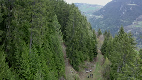 aerial view of a pine forest with a path in the middle