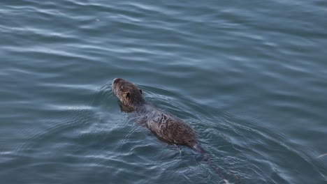 el coypu emerge del agua, se alimenta, y luego se aleja nadando.