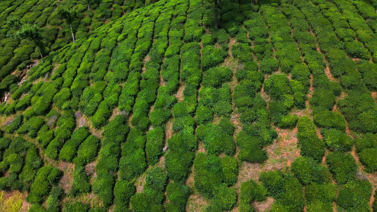 High angle drone shot overlooking hillside tea bushes in Munnar, India, sunny day