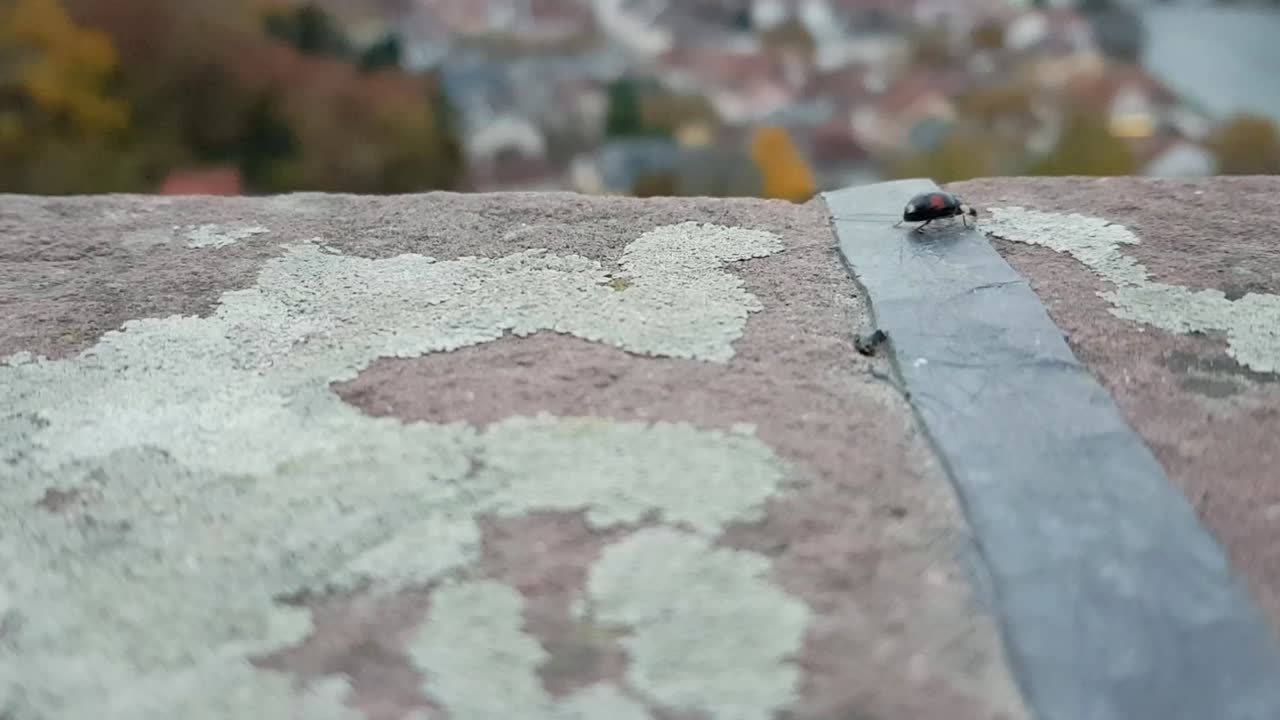 Coccinella nera che cammina su un muro di pietra con la città sfocata sullo sfondo.