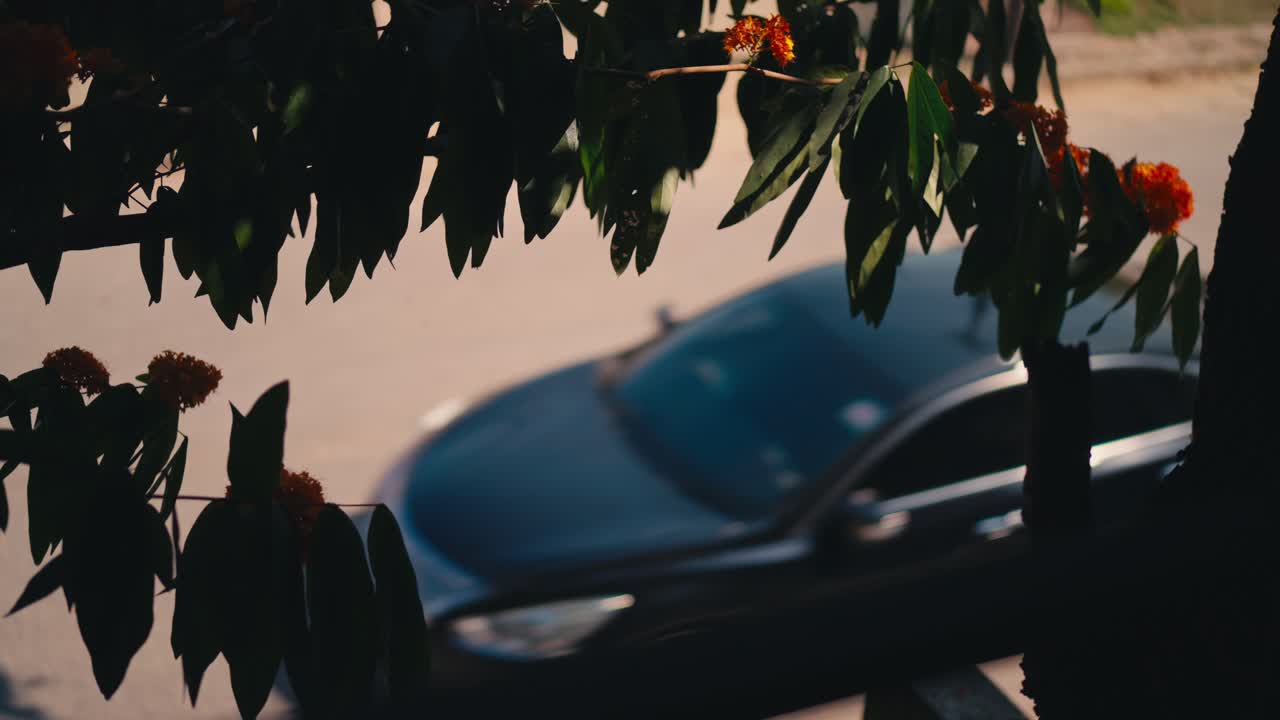 Veduta dall'alto di un'auto di passaggio incorniciata da foglie verdi e fiori.
