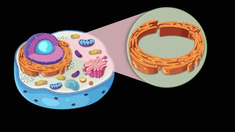 animation illustrating animal cell anatomy, focusing on the endoplasmic reticulum with vibrant colors and smooth transitions