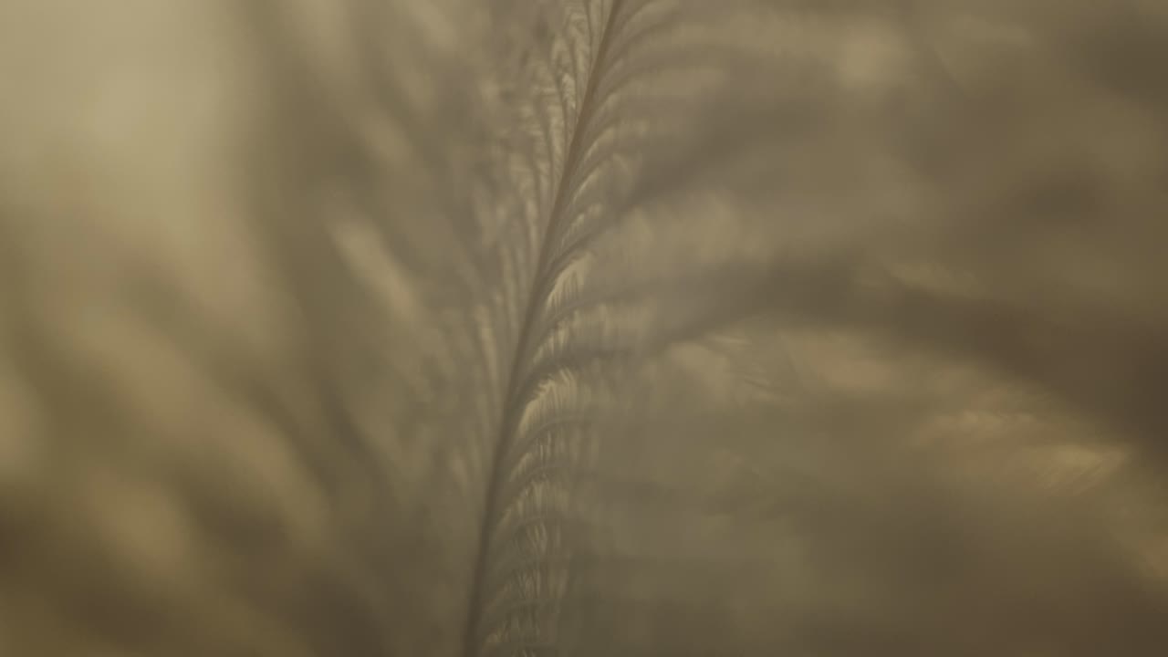 Macro Closeup Of A Abstract Flower Leaf, Cinematic.