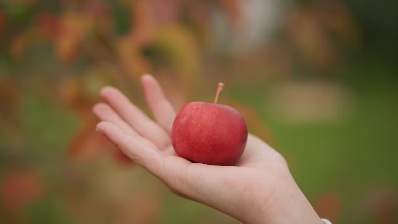 赤いリンゴが手のひらに乗せられ、熟した果物を差し出す手がソフトフォーカスされた庭の背景に映えます。柔らかな日差しによるボケが、ウェルネス、スナック、製品のライフスタイルイメージに魅力的な構図と清潔感を加えています。