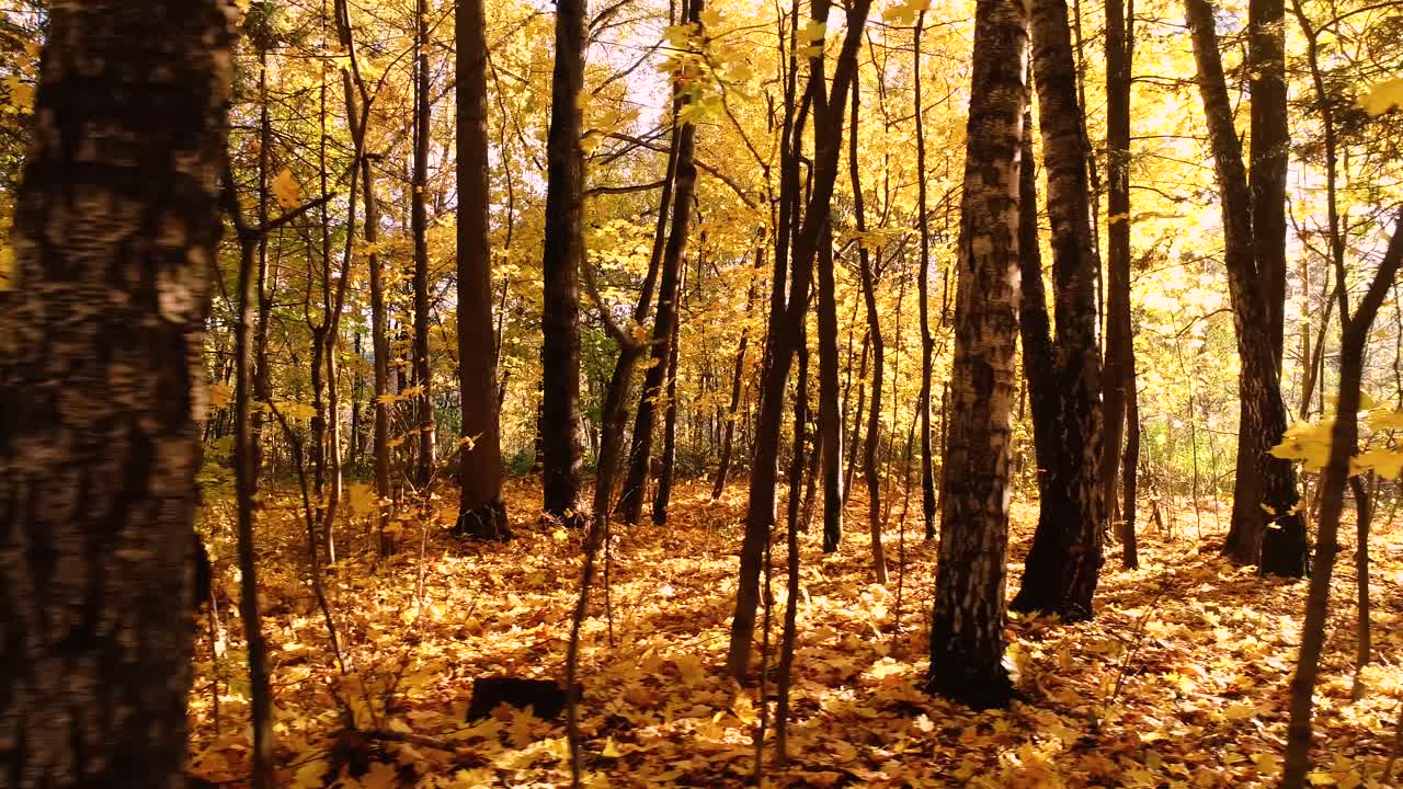 madera de bosque de otoño colorida