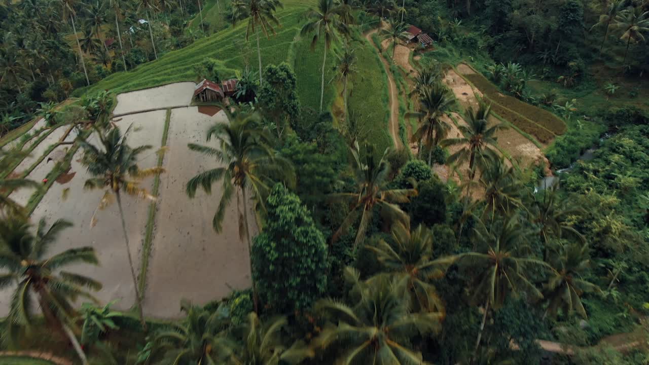 terraza de campos de arroz de bali y palmeras en las montañas