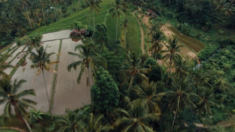 bali rice fields terrace and palm trees in the mountains