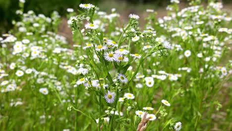 erigeron annuus, the annual fleabane, daisy fleabane