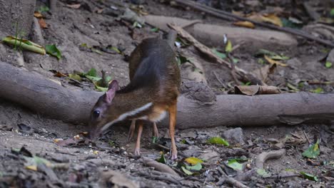 Facing-the-camera-while-feeding-then-suddenly-looks-up-and-around-for-danger,-Lesser-Mouse-deer-Tragulus-kanchil,-Thailand