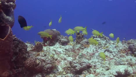 Cozumel-Dive-11