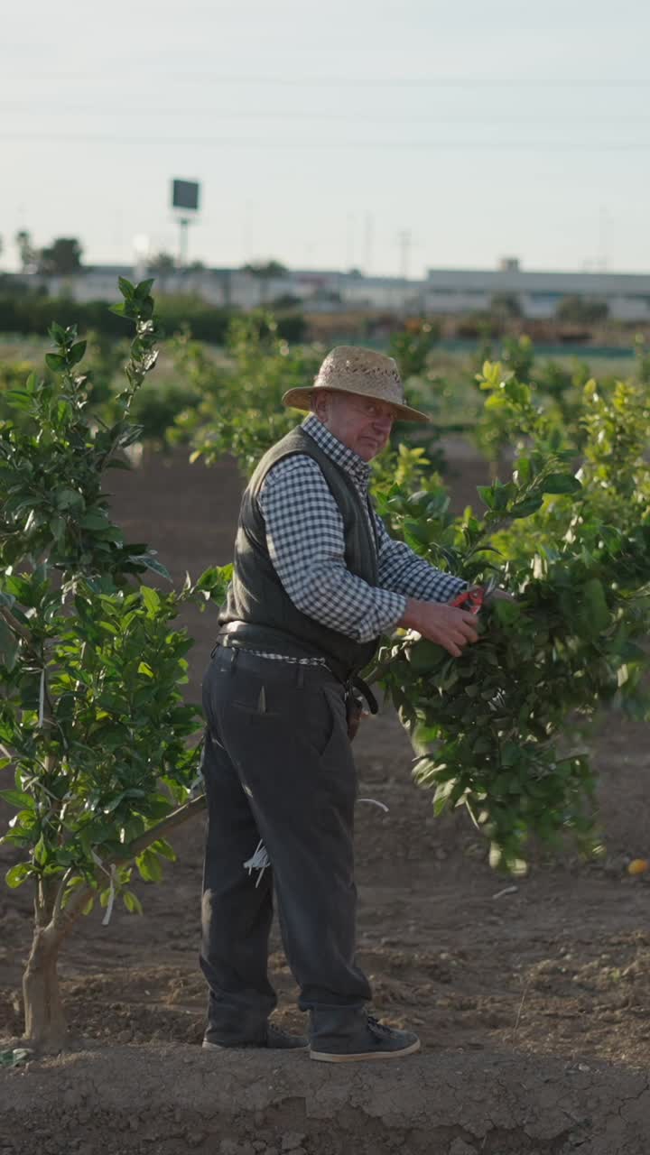 Farmer Pruning Trees in an Orchard