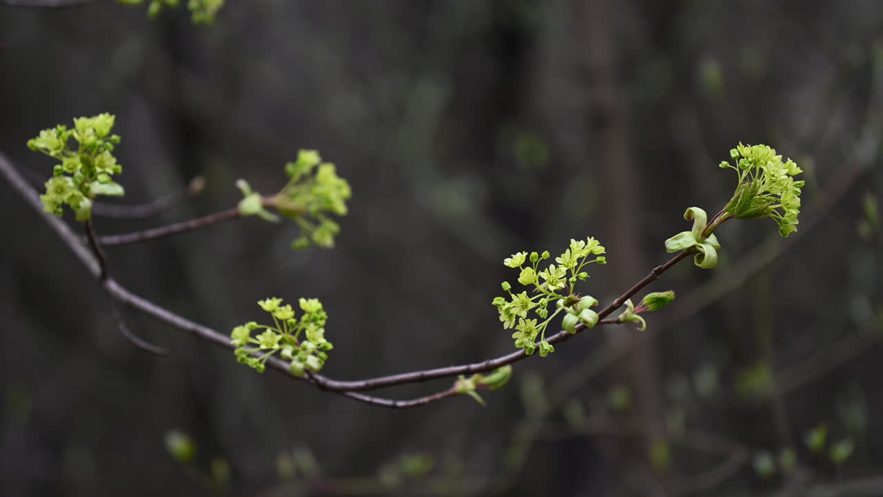 hoja abierta en el árbol