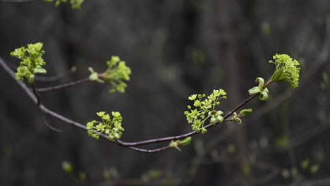 leaf-open-on-the-tree