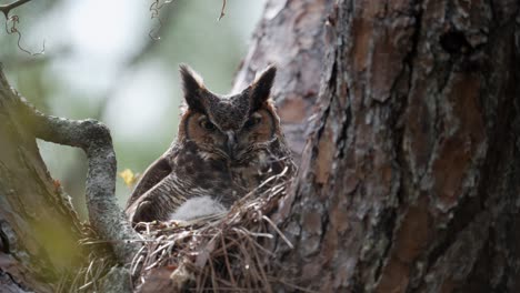 adult great horned owl blinks eye on nest cinematic locked off shot