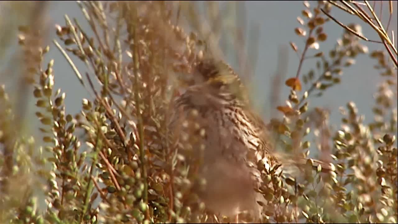 gorrión de pantano (melospiza georgiana) en la rama sobre el gorrión de la canción del arroyo (melospiza melodia) _ posado en una rama delgada 2013