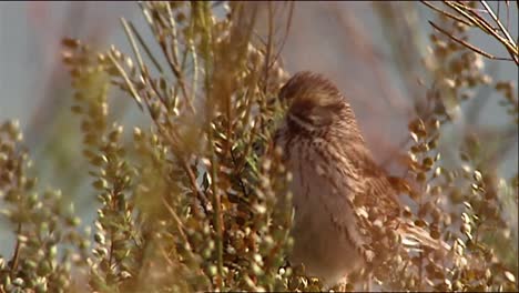 Swamp-Sparrow-(Melospiza-Georgiana)-On-Branch-Over-Stream-Song-Sparrow-(Melospiza-Melodia)-_-Perched-On-thin-Branch-2013