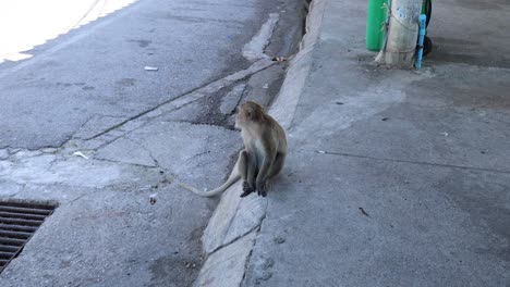 un mono camina por una acera de hormigón.