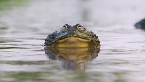 Nahaufnahme-Eines-Afrikanischen-Ochsenfrosches-Auf-Dem-Teich-Während-Der-Paarungszeit