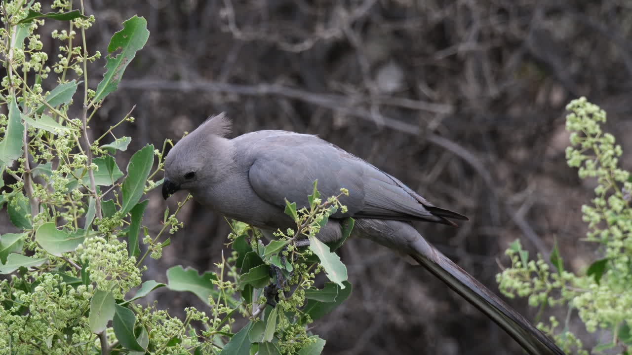 primer plano de lourie gris - ave gris que se aleja comiendo flores del árbol en el desierto africano