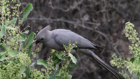 Primer-Plano-De-Lourie-Gris---Pájaro-Gris-Que-Se-Va-Comiendo-Flores-Del-árbol-En-El-Desierto-Africano