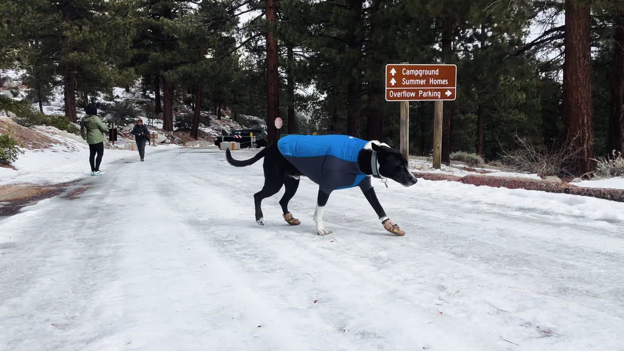 Tracking shot of dog wearing jacket and socks walking on icy road with forest and people around