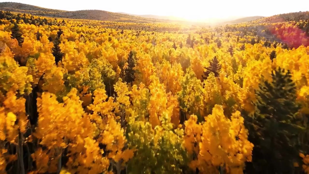 Paesaggio Autunnale Mozzafiato: Una Splendida Vista Aerea di Pioppi Tremuli dalle Tonalità Dorate Baciati dalla Calda Luce del Sole Durante la Stagione Autunnale in una Cornice Naturale Pittoresca.