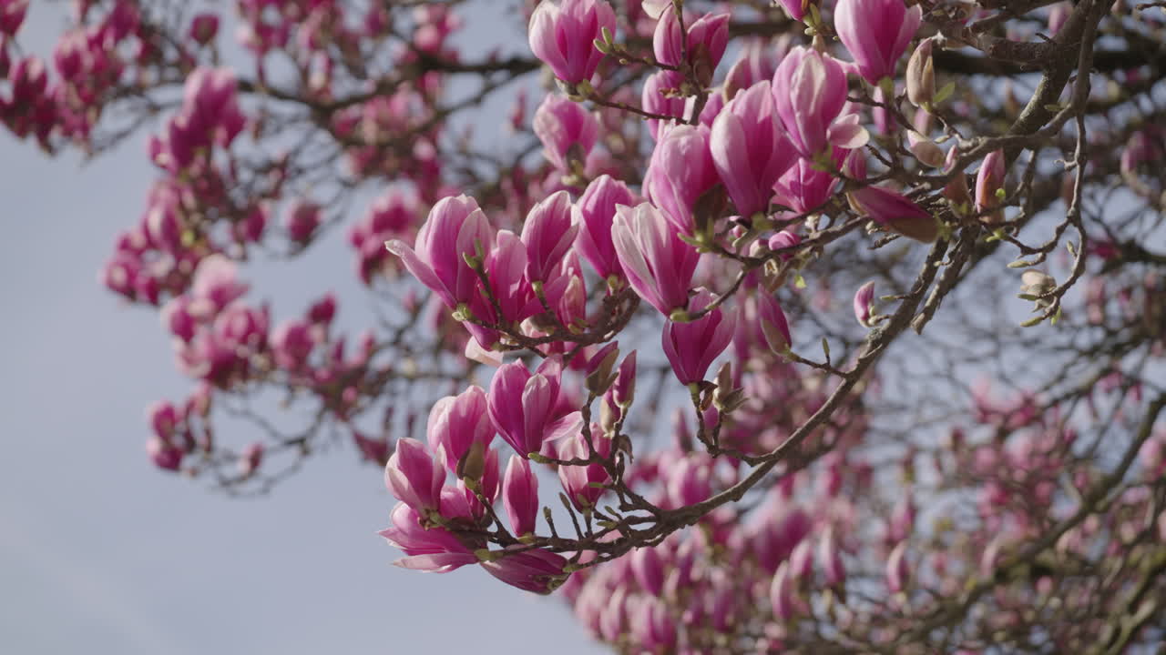 las flores de un árbol de magnolia en primavera