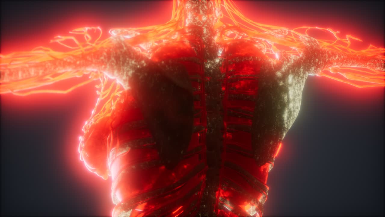 animación colorida del cuerpo humano que muestra huesos y órganos