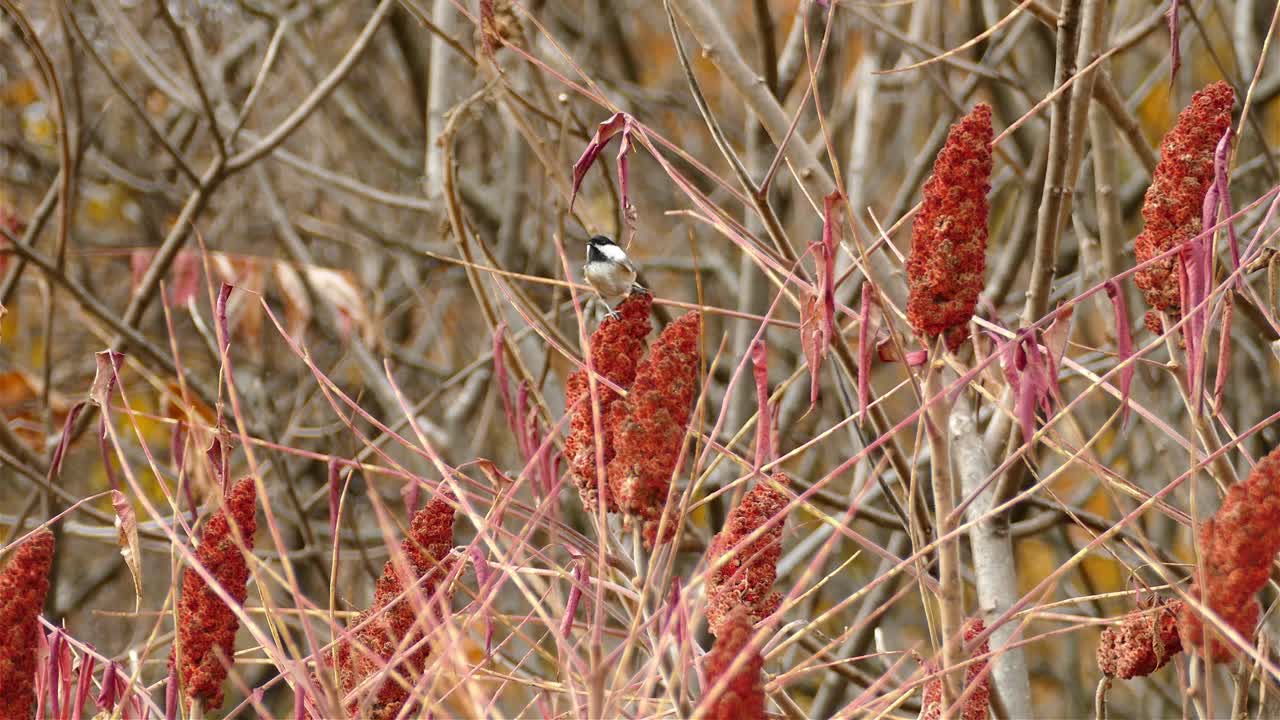 옻나무 붉은 열매에 자리 잡은 검은 모자 총칭