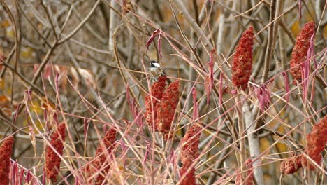 Black-capped-chickadee-perched-on-a-sumac-tree-red-berries