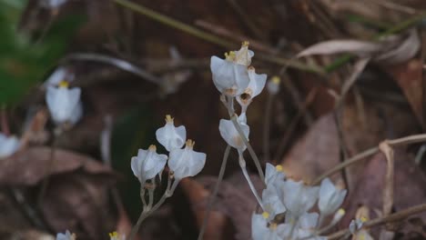 Visto-En-El-Suelo-Del-Bosque-Cuando-Los-Insectos-Se-Acercan-A-Ellos,-Burmannia-Sp.