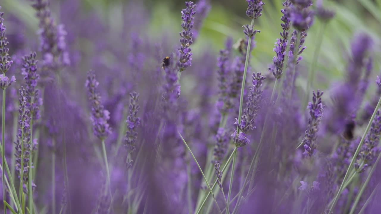primer plano hermosa lavanda en flor balanceándose en el viento al atardecer