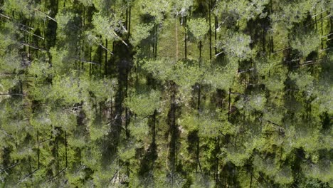 Trees-casting-shadows-during-sunset